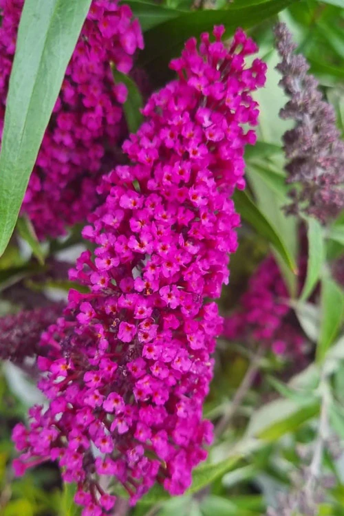 Buddleia Buzz Hot Raspberry Dwarf Butterfly Bush - 1 Gallon Pot 3 Buddleia Buzz Hot Raspberry Dwarf Butterfly Bush - 1 Gallon Pot