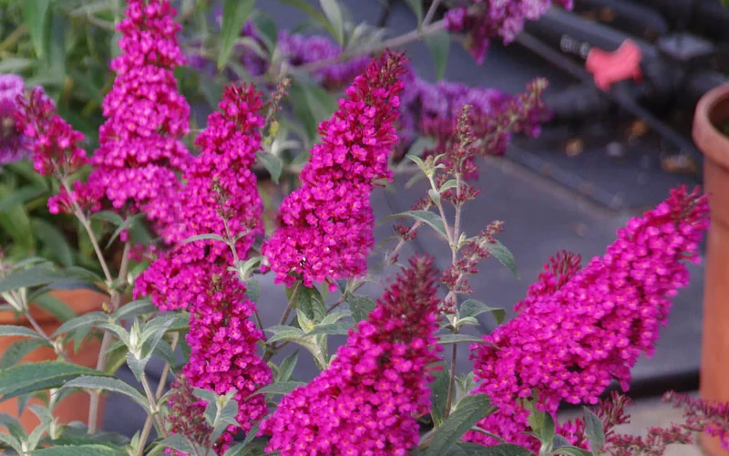 Buddleia Buzz Hot Raspberry Dwarf Butterfly Bush - 1 Gallon Pot 7 Buddleia Buzz Hot Raspberry Dwarf Butterfly Bush - 1 Gallon Pot - Image 5