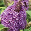 Dapper Lavender Butterfly Bush - 2 Gallon Pot 2 Dapper Lavender Butterfly Bush - 2 Gallon Pot -Plant Discount Store buddleia davidii dapper lavender butterfly bush 1