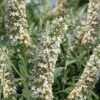Silver Frost White Butterfly Bush - 3 Gallon Pot