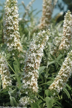 Silver Frost White Butterfly Bush - 3 Gallon Pot