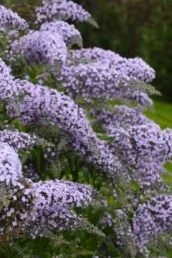 Grand Cascade Butterfly Bush - 6 Pack Of 1 Gallon Pots -Plant Discount Store buddleia grand cascade butterfly bush 7