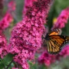 Monarch Prince Charming Butterfly Bush (Buddleia) - 1 Gallon Pot 2 Monarch Prince Charming Butterfly Bush (Buddleia) - 1 Gallon Pot -Plant Discount Store buddleia monarch prince charming butterfly bush 12