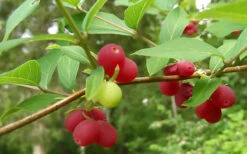 Fragrant Winter Honeysuckle Bush (Lonicera Fragrantissima) - 3 Gallon Pot 17 Fragrant Winter Honeysuckle Bush (Lonicera Fragrantissima) - 3 Gallon Pot -Plant Discount Store bush fragrant honeysuckle 3 800x500 1