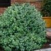 Gordo Boxwood - 1 Gallon Pot 2 Gordo Boxwood - 1 Gallon Pot -Plant Discount Store buxus gordo boxwood 1