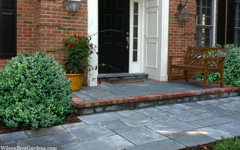 Gordo Boxwood - 6 Pack Of 1 Gallon Pots 8 Gordo Boxwood - 6 Pack Of 1 Gallon Pots - Image 6