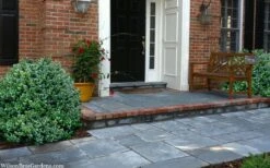 Gordo Boxwood - 1 Gallon Pot 14 Gordo Boxwood - 1 Gallon Pot -Plant Discount Store buxus gordo boxwood 2