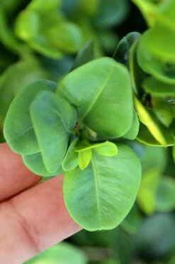 Gordo Boxwood - 6 Pack Of 1 Gallon Pots 12 Gordo Boxwood - 6 Pack Of 1 Gallon Pots -Plant Discount Store buxus gordo boxwood 3 2