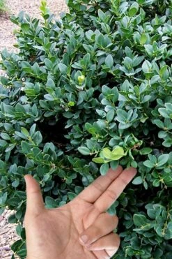 Gordo Boxwood - 1 Gallon Pot 13 Gordo Boxwood - 1 Gallon Pot -Plant Discount Store buxus gordo boxwood 4