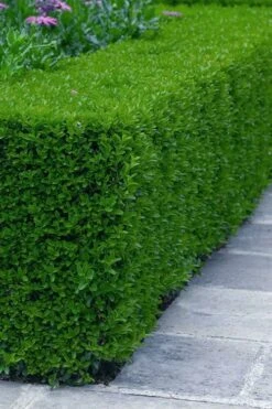 Gordo Boxwood - 1 Gallon Pot 15 Gordo Boxwood - 1 Gallon Pot -Plant Discount Store buxus gordo boxwood 5