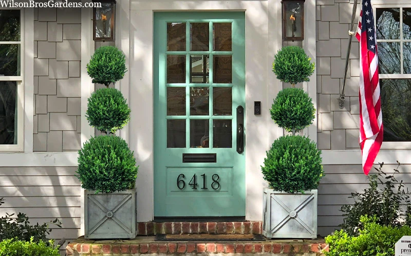 Green Mountain Boxwood 3-Ball Poodle Tier Topiary - 6 Gallon Pot 6 Green Mountain Boxwood 3-Ball Poodle Tier Topiary - 6 Gallon Pot - Image 4