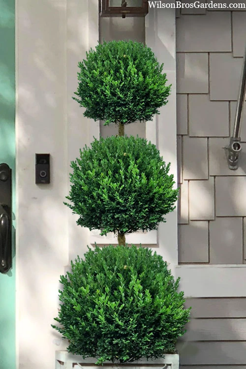 Green Mountain Boxwood 3-Ball Poodle Tier Topiary - 6 Gallon Pot 3 Green Mountain Boxwood 3-Ball Poodle Tier Topiary - 6 Gallon Pot