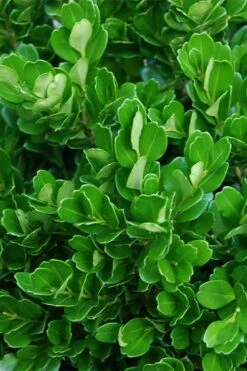 Richard Boxwood (Buxus Harlandii) - 3 Gallon Pot 15 Richard Boxwood (Buxus Harlandii) - 3 Gallon Pot -Plant Discount Store buxus harlandii richard dwarf boxwood 2