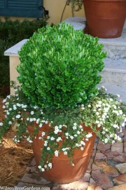 Richard Boxwood (Buxus Harlandii) - 3 Gallon Pot 14 Richard Boxwood (Buxus Harlandii) - 3 Gallon Pot -Plant Discount Store buxus harlandii richard dwarf boxwood 4