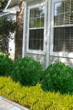 Richard Boxwood (Buxus Harlandii) - 3 Gallon Pot 12 Richard Boxwood (Buxus Harlandii) - 3 Gallon Pot -Plant Discount Store buxus harlandii richard dwarf boxwood 5