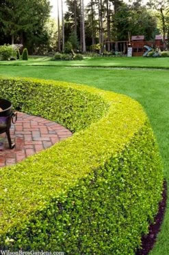 Golden Triumph Variegated Dwarf Boxwood - 1 Gallon Pot 11 Golden Triumph Variegated Dwarf Boxwood - 1 Gallon Pot -Plant Discount Store buxus microphylla golden triumph boxwood hedge 2