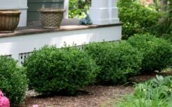 Little Missy Dwarf Boxwood - 2.5 Gallon Pot 12 Little Missy Dwarf Boxwood - 2.5 Gallon Pot -Plant Discount Store buxus microphylla little missy dwarf boxwood 5 2
