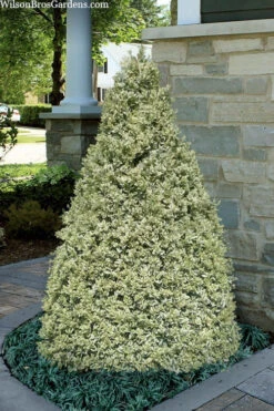 Elegans Variegated Boxwood - Buxus Sempervirens 'Elegantissima' - 1 Gallon Pot