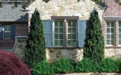 Arctic Emerald Columnar Boxwood - 6 Pack Of 1 Gallon Pots -Plant Discount Store buxus sempervirens arctic emerald boxwood 103