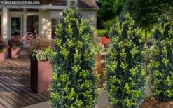 Arctic Emerald Columnar Boxwood - 6 Pack Of 1 Gallon Pots -Plant Discount Store buxus sempervirens arctic emerald boxwood 105