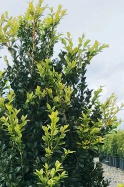 Arctic Emerald Columnar Boxwood - 6 Pack Of 1 Gallon Pots -Plant Discount Store buxus sempervirens arctic emerald boxwood 12