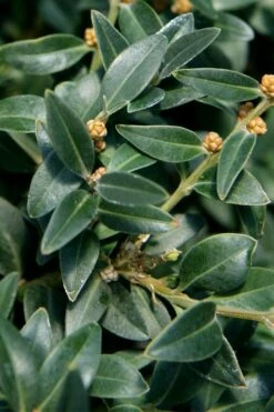 Arctic Emerald Columnar Boxwood - 6 Pack Of 1 Gallon Pots -Plant Discount Store buxus sempervirens arctic emerald boxwood 16