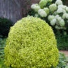 Variegated Boxwood (Buxus Sempervirens 'Aureovariegata') - 6 Pack Of 1 Gallon Pot