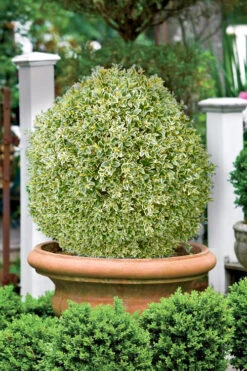 Elegans Variegated Boxwood - Buxus Sempervirens 'Elegantissima' - 1 Gallon Pot -Plant Discount Store buxus sempervirens elegantissima variegated boxwood 101 2