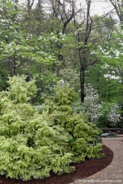 Elegans Variegated Boxwood - Buxus Sempervirens 'Elegantissima' - 1 Gallon Pot -Plant Discount Store buxus sempervirens elegantissima variegated boxwood 102 2