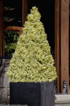 Elegans Variegated Boxwood - Buxus Sempervirens 'Elegantissima' - 1 Gallon Pot -Plant Discount Store buxus sempervirens elegantissima variegated boxwood 105 2