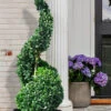 American Boxwood Spiral Topiary - 7 Gallon Pot 1 American Boxwood Spiral Topiary - 7 Gallon Pot -Plant Discount Store buxus sempervirens spiral topiary american boxwood 100
