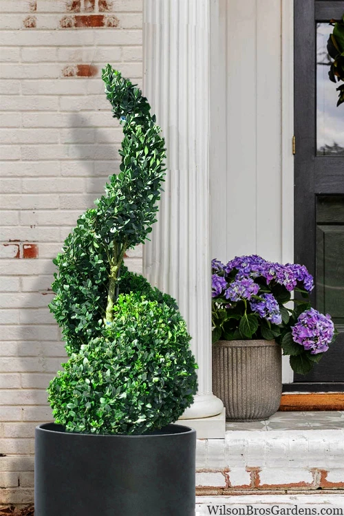 American Boxwood Spiral Topiary - 7 Gallon Pot 3 American Boxwood Spiral Topiary - 7 Gallon Pot
