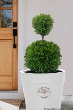 Dwarf English Boxwood Two-Ball Poodle Tier Topiary - 3 Gallon Pot 10 Dwarf English Boxwood Two-Ball Poodle Tier Topiary - 3 Gallon Pot -Plant Discount Store buxus sempervirens suffriticosa standard two ball topiary boxwood 5