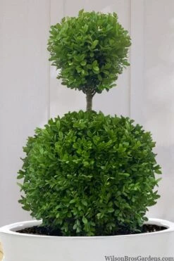 Dwarf English Boxwood Two-Ball Poodle Tier Topiary - 3 Gallon Pot 11 Dwarf English Boxwood Two-Ball Poodle Tier Topiary - 3 Gallon Pot -Plant Discount Store buxus sempervirens suffruticosa standard two ball topiary boxwood 10