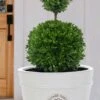 Dwarf English Boxwood Two-Ball Poodle Tier Topiary - 3 Gallon Pot 1 Dwarf English Boxwood Two-Ball Poodle Tier Topiary - 3 Gallon Pot -Plant Discount Store buxus sempervirens suffruticosa standard two ball topiary boxwood 4