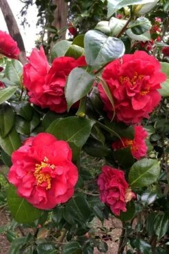 Turandot Camellia Japonica - 7 Gallon Pot 9 Turandot Camellia Japonica - 7 Gallon Pot -Plant Discount Store caellia turandot 20