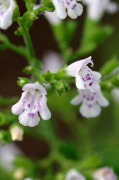 Calamint Plant (Calamintha Nepeta) - 1 Gallon Pot 15 Calamint Plant (Calamintha Nepeta) - 1 Gallon Pot -Plant Discount Store calamint 14