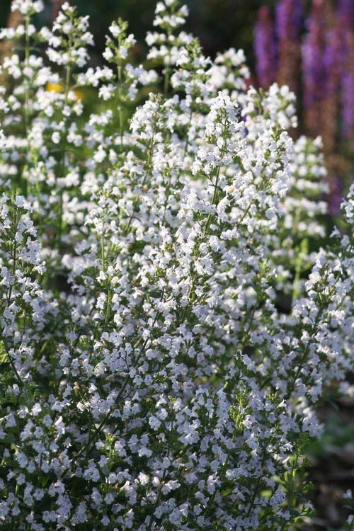 Calamint Plant (Calamintha Nepeta) - 1 Gallon Pot 7 Calamint Plant (Calamintha Nepeta) - 1 Gallon Pot - Image 5