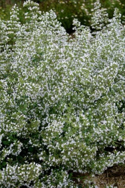 Calamint Plant (Calamintha Nepeta) - 1 Gallon Pot 14 Calamint Plant (Calamintha Nepeta) - 1 Gallon Pot -Plant Discount Store calamint 20
