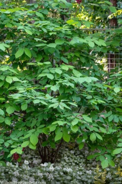 Simply Scentsational Sweetshrub (Calycanthus ) - 2 Gallon Pot 14 Simply Scentsational Sweetshrub (Calycanthus ) - 2 Gallon Pot -Plant Discount Store calycanthus simply scentsational sweet shrub 14