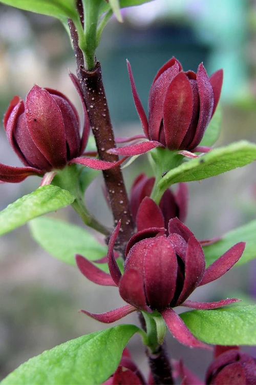 Simply Scentsational Sweetshrub (Calycanthus ) - 2 Gallon Pot 10 Simply Scentsational Sweetshrub (Calycanthus ) - 2 Gallon Pot - Image 8