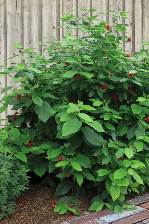Simply Scentsational Sweetshrub (Calycanthus ) - 2 Gallon Pot 9 Simply Scentsational Sweetshrub (Calycanthus ) - 2 Gallon Pot - Image 7
