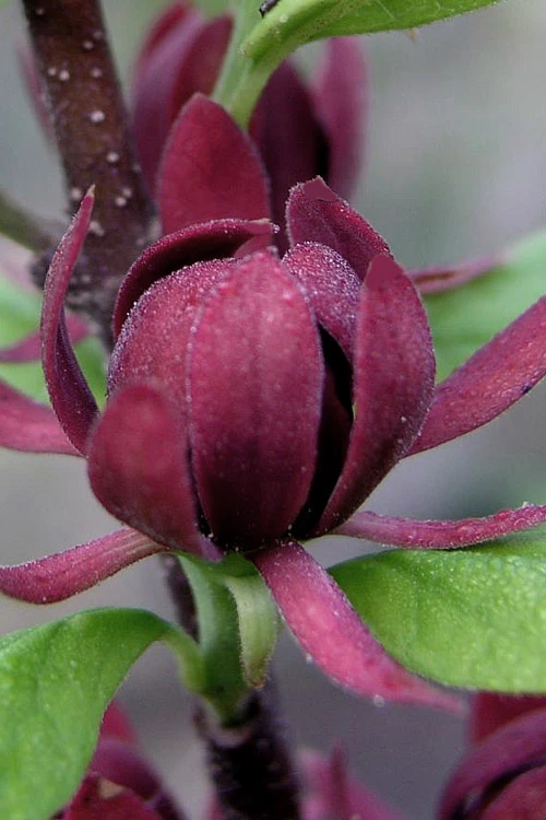 Simply Scentsational Sweetshrub (Calycanthus ) - 2 Gallon Pot 6 Simply Scentsational Sweetshrub (Calycanthus ) - 2 Gallon Pot - Image 4