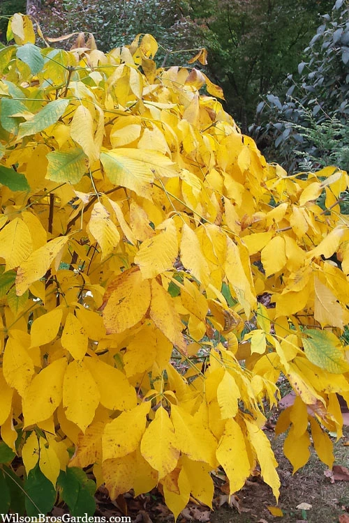 Simply Scentsational Sweetshrub (Calycanthus ) - 2 Gallon Pot 8 Simply Scentsational Sweetshrub (Calycanthus ) - 2 Gallon Pot - Image 6