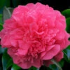 Anticipation Camellia - 3 Gallon Pot