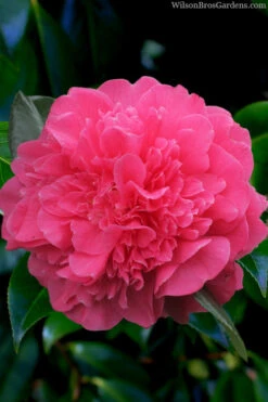 Anticipation Camellia - 3 Gallon Pot
