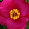April Melody Camellia Japonica - 3 Gallon Pot -Plant Discount Store camellia april melody 3