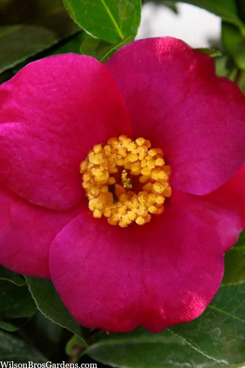 April Melody Camellia Japonica - 3 Gallon Pot 3 April Melody Camellia Japonica - 3 Gallon Pot