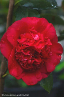 April Tryst Camellia Japonica - 7 Gallon Pot (4-5') 11 April Tryst Camellia Japonica - 7 Gallon Pot (4-5') -Plant Discount Store camellia april tryst 21