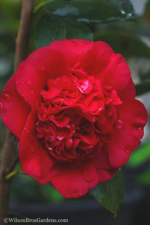 April Tryst Camellia Japonica - 7 Gallon Pot (4-5') 7 April Tryst Camellia Japonica - 7 Gallon Pot (4-5') - Image 5